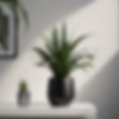 Air-purifying snake plant in stylish black pot against white wall