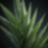 Aloe Vera Leaf