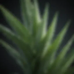 Aloe Vera Leaf