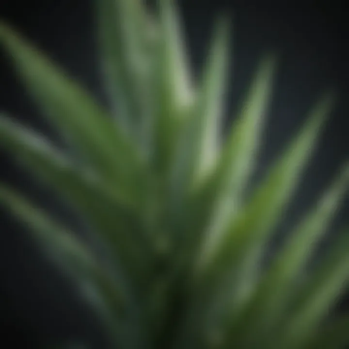 Aloe Vera Leaf