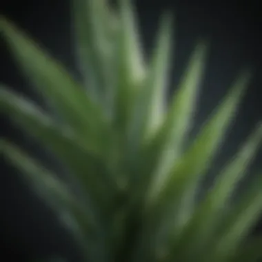 Soothing Aloe Vera Leaf for Sunburn Relief Aloe Vera Leaf