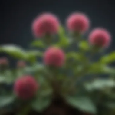 Castor plant with blooming flowers