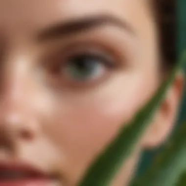 Aloe Vera Skin Rejuvenation Fresh aloe vera leaves for skin rejuvenation