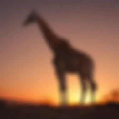 Graceful Giraffe Silhouetted Against Sunset