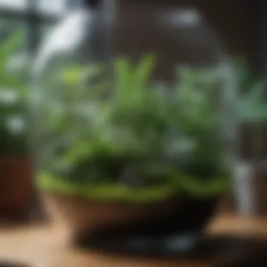 Elegant glass terrarium with lush green plants