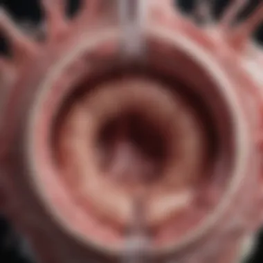 Anatomy of Female Ejaculation Illustration depicting the intricate anatomy involved in female ejaculation