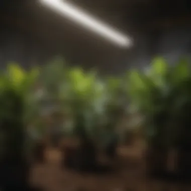 Dynamic Growth Assessment Progressive growth monitoring with optimized grow lights