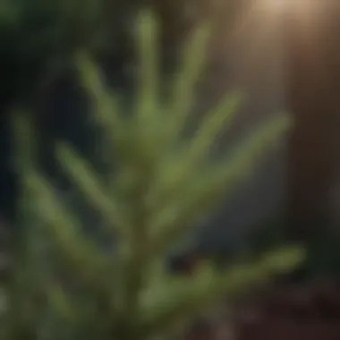 Rosemary plant growing in a sunny garden