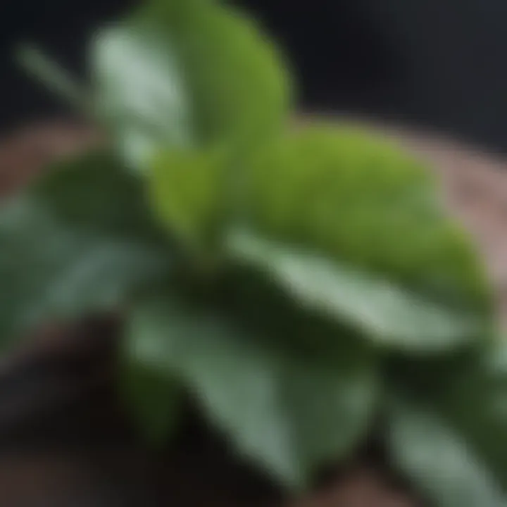 A close-up of patchouli leaves exuding an earthy aroma