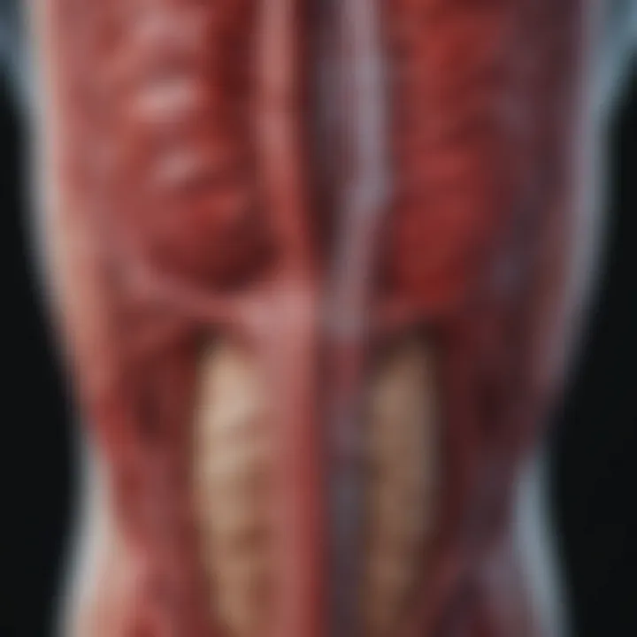 Anatomical diagram showing blood flow dynamics during pump use