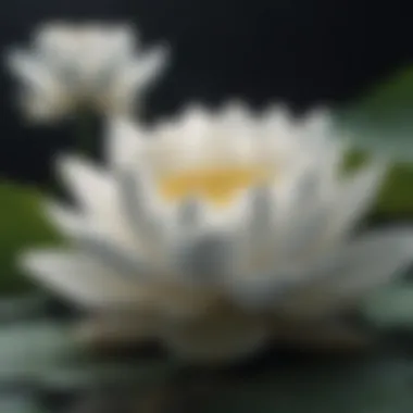 Enigmatic White Lotus Origins